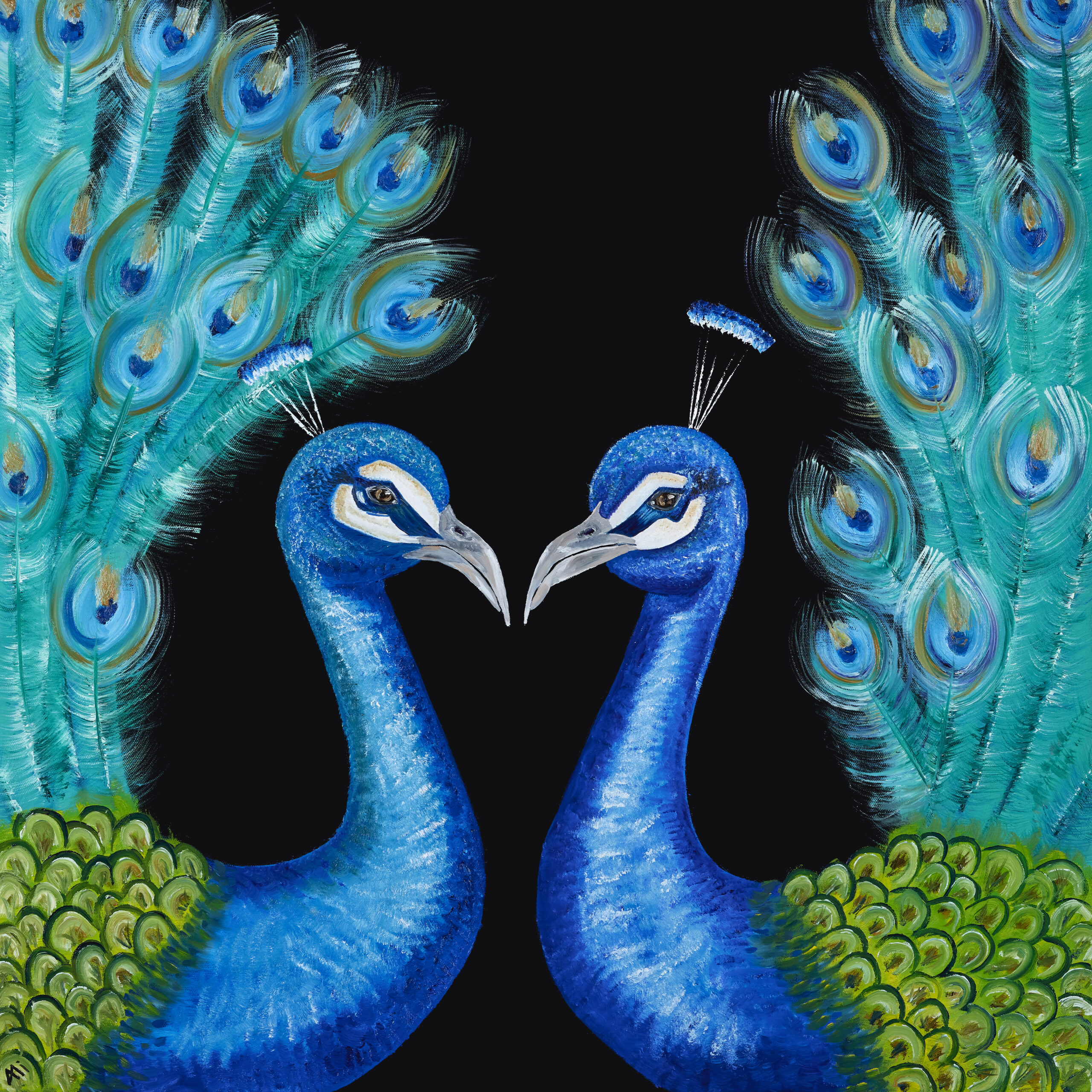 2 Peacocks facing each other on a black background
